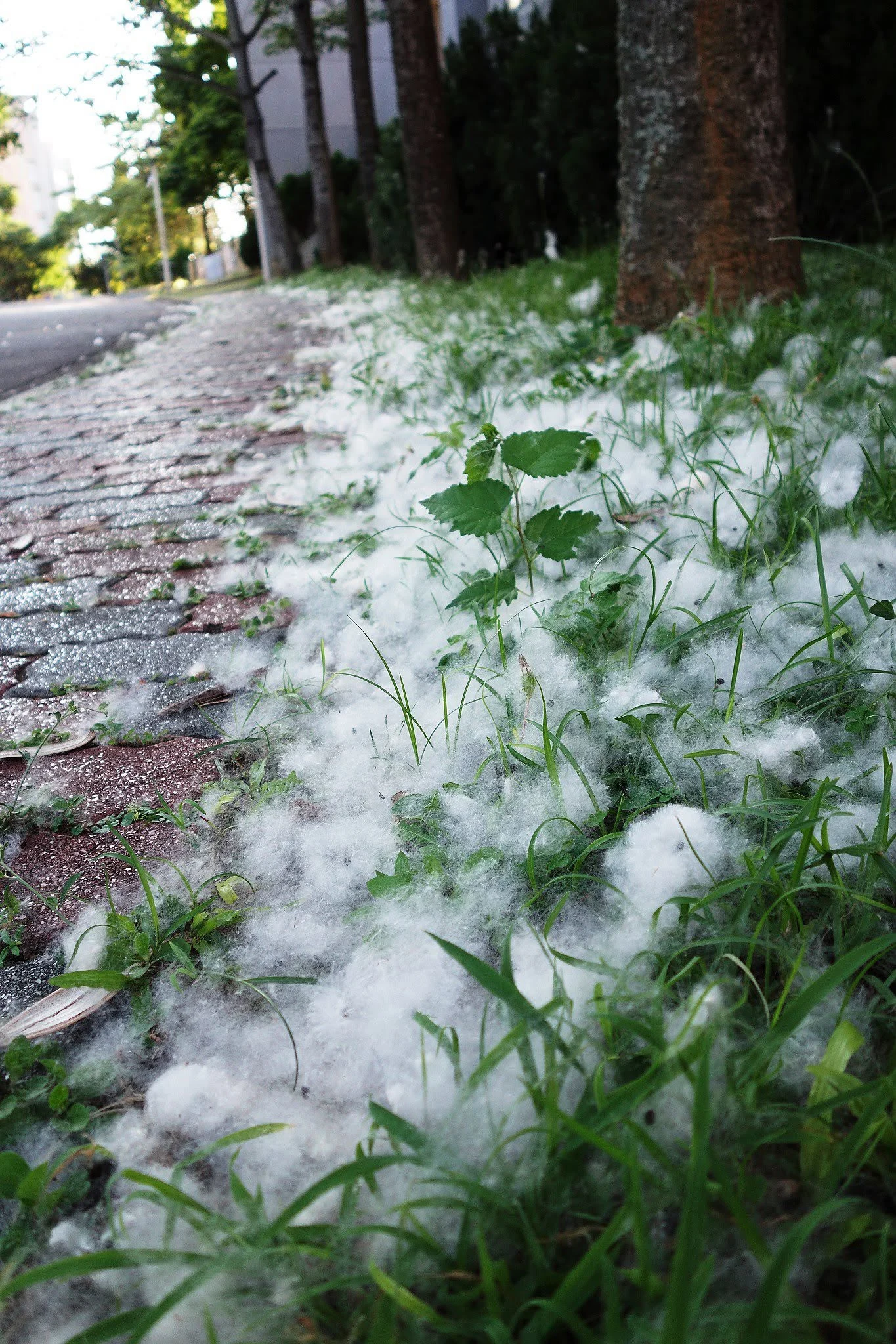 校園樹旁草地與步道上的白色木棉絮